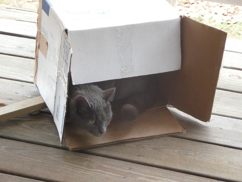 Samus in her box 2.JPG